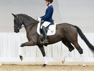 Vente du studbook Hanovrien :  54.500€ pour le Top Price 