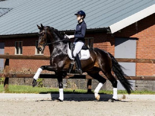 Vente Dutch Dressage Traders : 42.000€ pour le Top Price