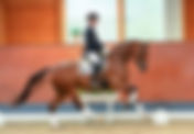 Ventes de Verden : 6 chevaux vendus en France