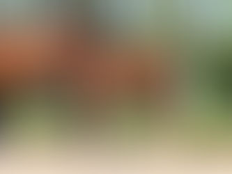 2 nouveaux propres frère et sœur du double Champion du Monde D'Avie naissent en France