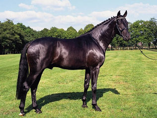 Sandro Hit, meilleur père de chevaux de Grand Prix en 2021