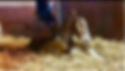 Un 20 ème foal pour Sisther de Jeu