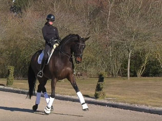Un ancien cheval de Grand Prix français proposé à la vente chez Andreas Helgstrand