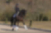 L'ex-cheval de Grand Prix d'Anthony Astier rejoint une septuple Championne d'Europe