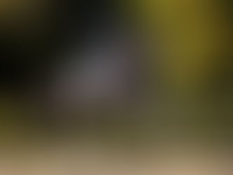 Top 5 des étalons de dressage ayant enregistré le plus de naissances en France en 2021