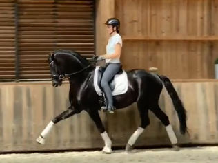 Maximus Jung HP du Winckel approuvé au Studbook Selle Français