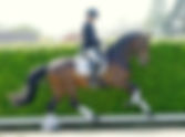 Ventes du studbook Westphalien : 120.000€ pour le Top Price