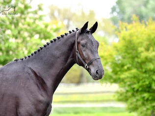 Aperçu du catalogue Ekestrian Elite Dressage des 22 et 23 juin !