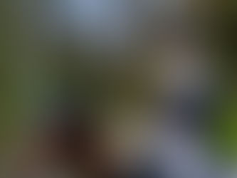 GPS du CDI 4* de Hagen : nouveau record personnel pour Cathrine Laudrup Dufour & MSJ Freestyle