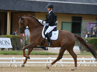 Le Selle Français de Dressage et son avenir : une réunion d'information organisée prochainement