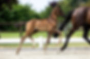Vente EDS x Stal Brouwer : 28.000€ pour le Top Price