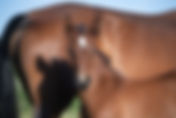 Le studbook Cheval de Dressage Français désormais affilié à la WBFSH