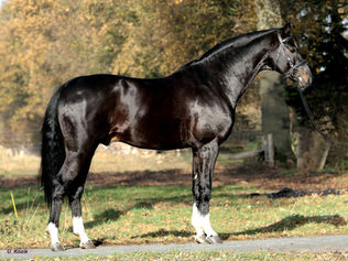 Le Haras du Payrol acquiert l'étalon Oldenburg San Muscadet