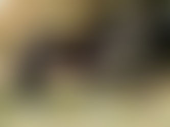 Le Haras du Payrol acquiert l'étalon Oldenburg San Muscadet