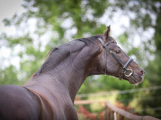 San Muscadet, le succès dès la première année