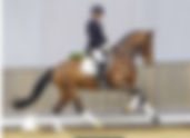 Ventes du Westphalien : un Top Price à 296.000€ - 2 chevaux à plus de 100.000€
