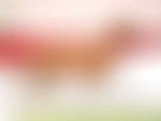 Vente des étalons studbook DSP : 265.000€ pour le Top Price - 2 chevaux vendus en France