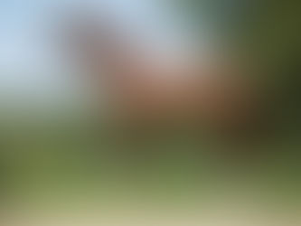 Grande Semaine 2020 : Don Juan de Hus, étalon toujours le plus représenté