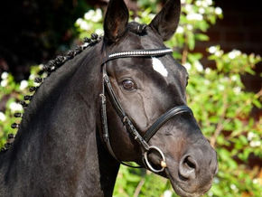 Disparition de Show Star