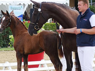 Championnat France Dressage : les horaires de passage, le live, les poulains proposés à la vente