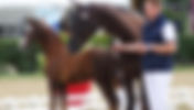 Championnat France Dressage : les horaires de passage, le live, les poulains proposés à la vente