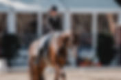 Isabell Werth & Viva Gold Old débutent le Grand Prix
