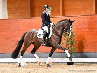 Ventes de Verden : 4 chevaux de dressage rejoignent la France dont le Top Price pour 218 000€