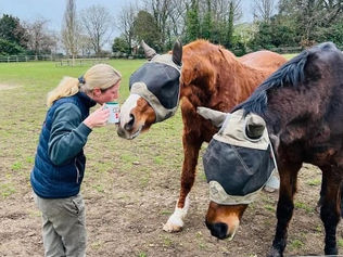 Disparition de Mistral Hojris et Andretti H