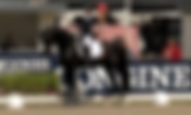 Finales France Dressage : quels seront les étalons les plus représentés ?