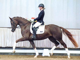 Ventes du Westphalien : 2 chevaux vendus à 2 cavaliers de Grand Prix français