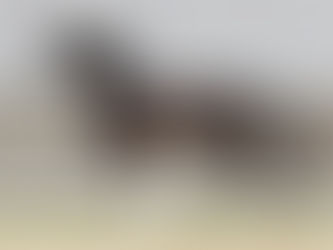 Ventes du Westphalien : 500.000€ pour le Top Price