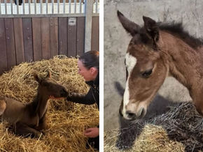 Carnet rose chez les ex-juments de Grand Prix