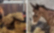 Baby news for former Grand Prix mares