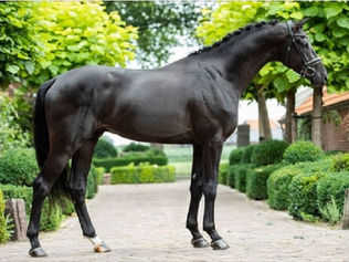 L'arrière petit fils de Weihegold approuvé par le Oldenbourg