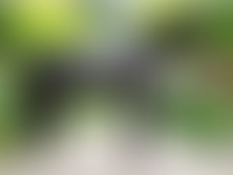 L'arrière petit fils de Weihegold approuvé par le Oldenbourg