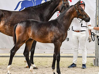 Une nouvelle pouliche pour Jessica Michel Botton