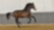 Vente des écuries Blue Hors : 62.000€ pour un fils de Kjento