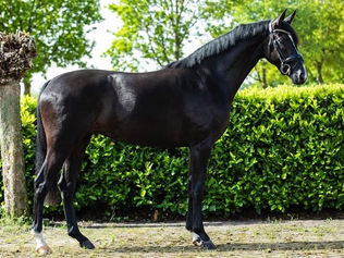 Shangri La des Paluds se distingue en Allemagne