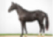 Ventes des étalons du Westphalien : 700.000€ pour le Top Price !