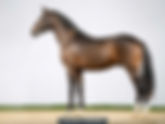 Ventes du Westphalien : 1.200.000€ pour le Top Price et 11 chevaux vendus à 100.000€ et plus !