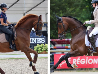 Ermelo : les chevaux français 27 et 31 èmes de la Préliminaire 6 ans des Championnats du Monde JC