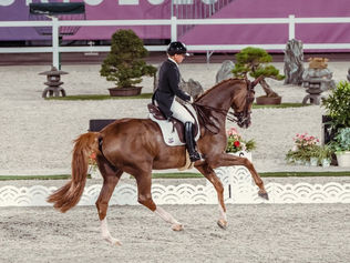 Libre des JO : Isabell Werth et Bella Rose ne seront pas Championnes Olympiques cette fois-ci