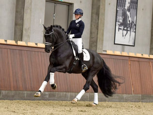 Blue Hors Kingston vendu