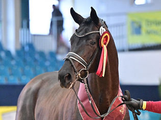 Vente des étalons du DSP : 80.000€ pour le Top Price