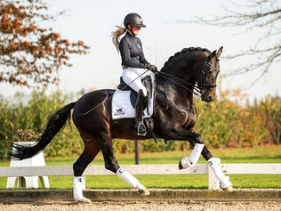 L'étalon Ferdeaux vendu