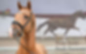 Ventes du studbook DSP : 420.000 € pour le Top Price