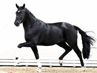 Vente des étalons du Oldenbourg : 360.000€ pour le Top Price