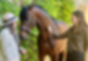 Le Haras du Coussoul ajoute le croisé poney de sport/lusitanien à son identité