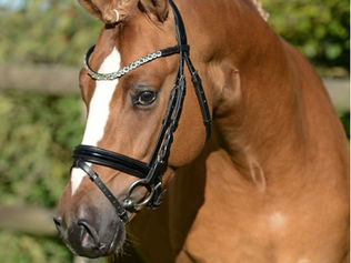 Le Champion d'Allemagne des 4 ans battu par un étalon poney !