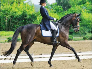Fin du chapeau de dressage sur les terrains français